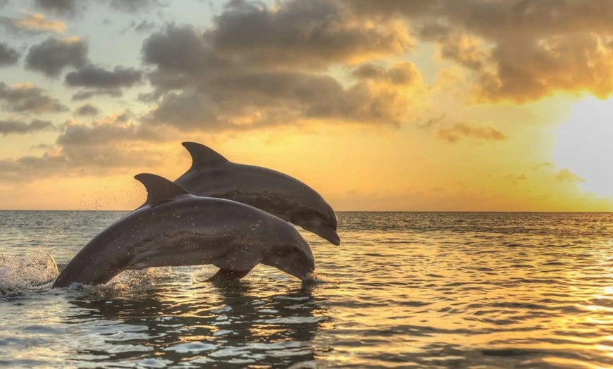 Image 5: Unforgettable Clearwater Dolphin Tour & Adventure (Up to 21% Off)