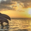 Image 5: Unforgettable Clearwater Dolphin Tour & Adventure (Up to 21% Off)