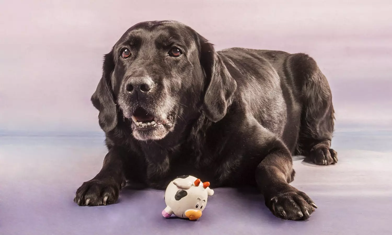 Sesión de estudio, exteriores o domicilio para 1 mascota con CD