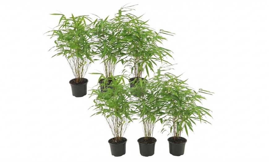 Image 3: Lot de 3 ou 6 bambous "Fargesia rufa" non traçants