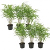 Image 3: Lot de 3 ou 6 bambous "Fargesia rufa" non traçants