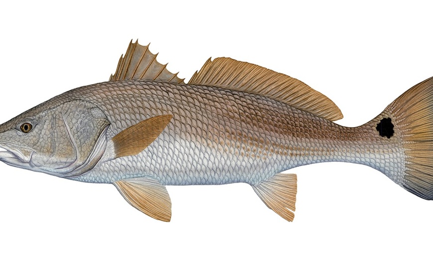 Image 3: Experience Four Hour Fishing Charter Session for Three People