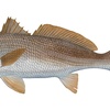 Image 3: Experience Four Hour Fishing Charter Session for Three People
