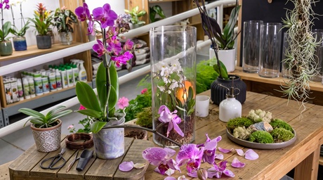 ¡Oferta especial! Tallesr de Cuidado de Orquídeas de 1 5 hs para 2 personas