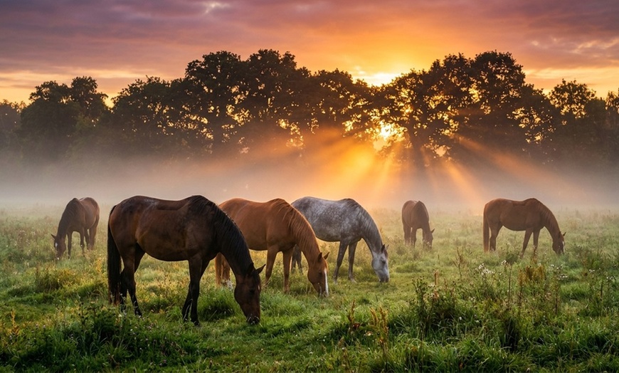 Image 8: Up to 30% Off on Horse Back Riding at Fox View Equestrian LLC