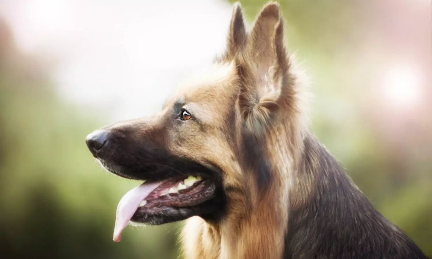 Sesión de estudio, exteriores o domicilio para 1 mascota con CD