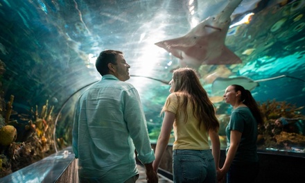 1 Child (ages 2-5): Admission to Ripley's Aquarium of the Smokies - Ripley's Aquarium of the Smokies