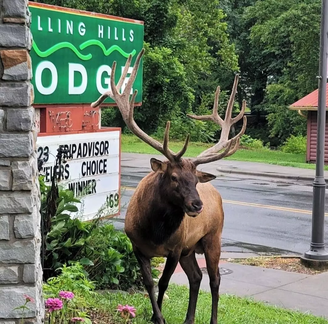 Rolling Hills Lodge - Primary Image