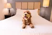 Sonesta Simply Suites Oklahoma City Airport - Second Medium