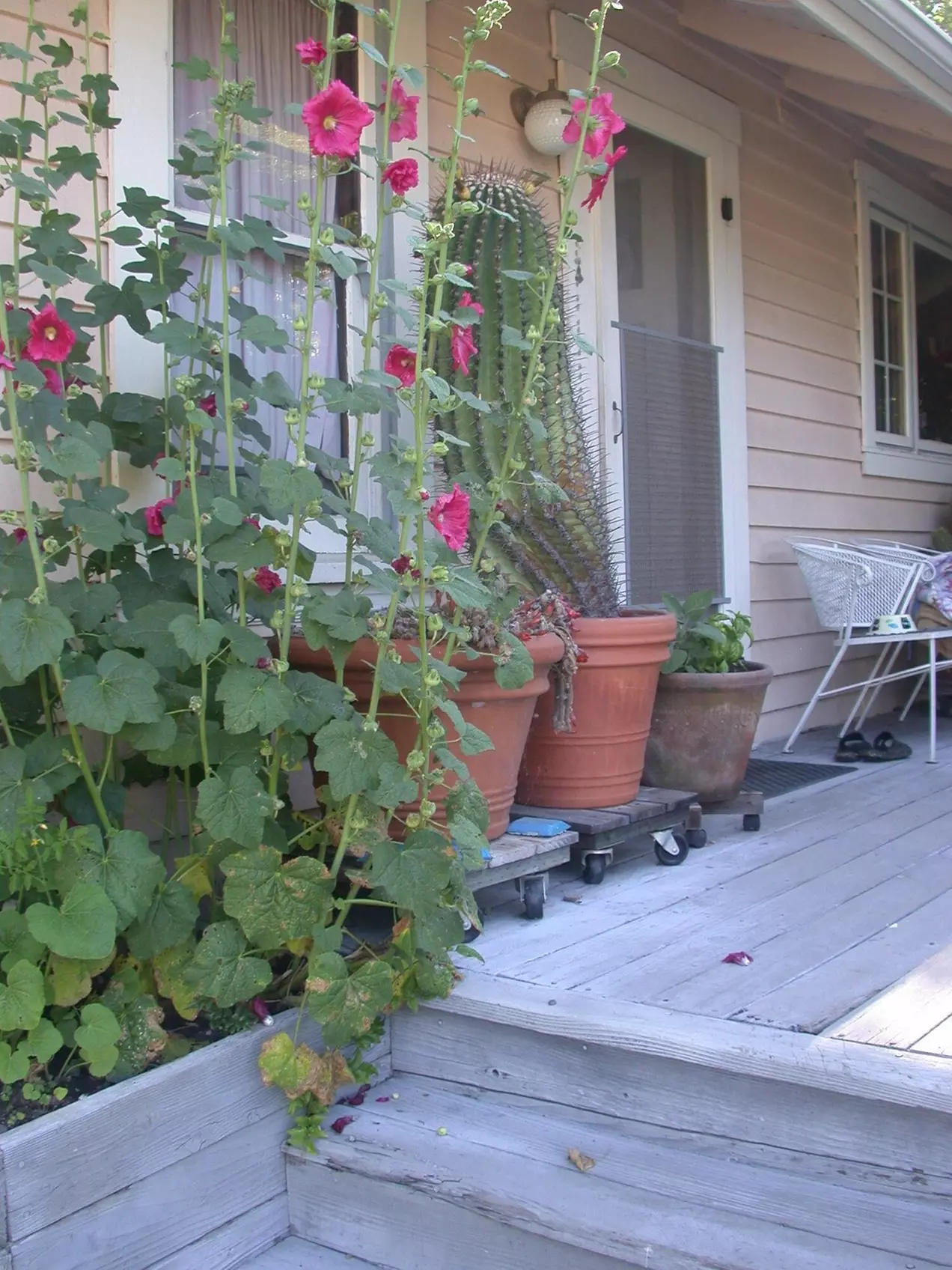 Hollyhock Country House - Second Medium