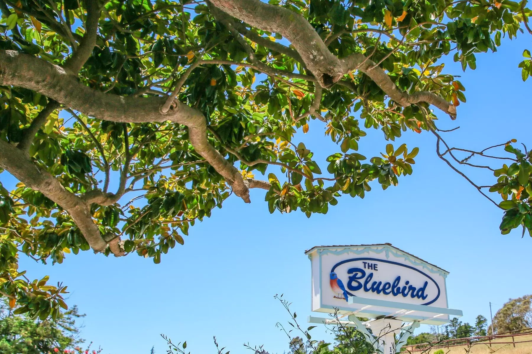 Bluebird Inn - Primary Image
