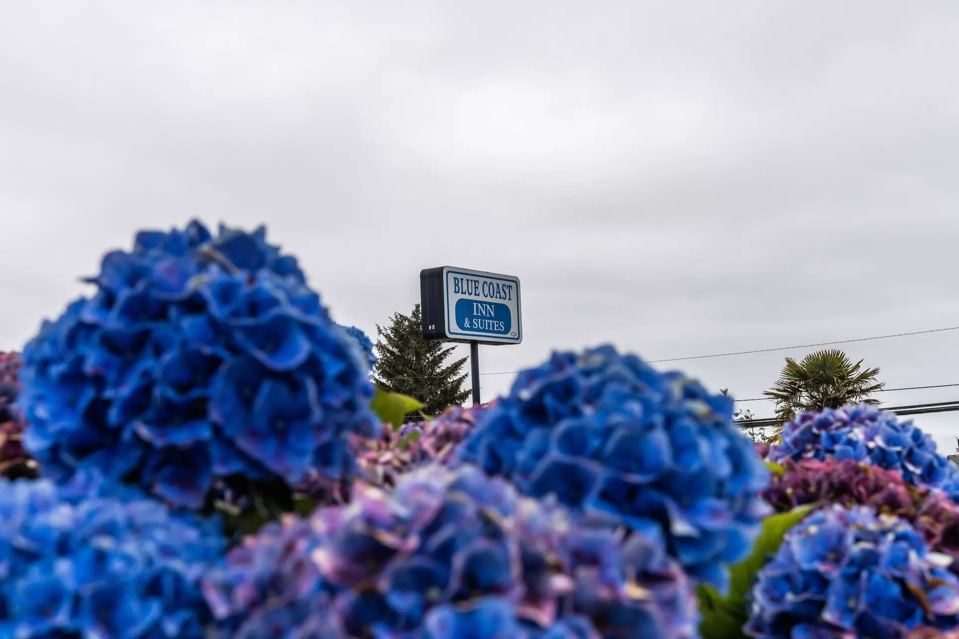 Blue Coast Inn and Suites - Primary Image