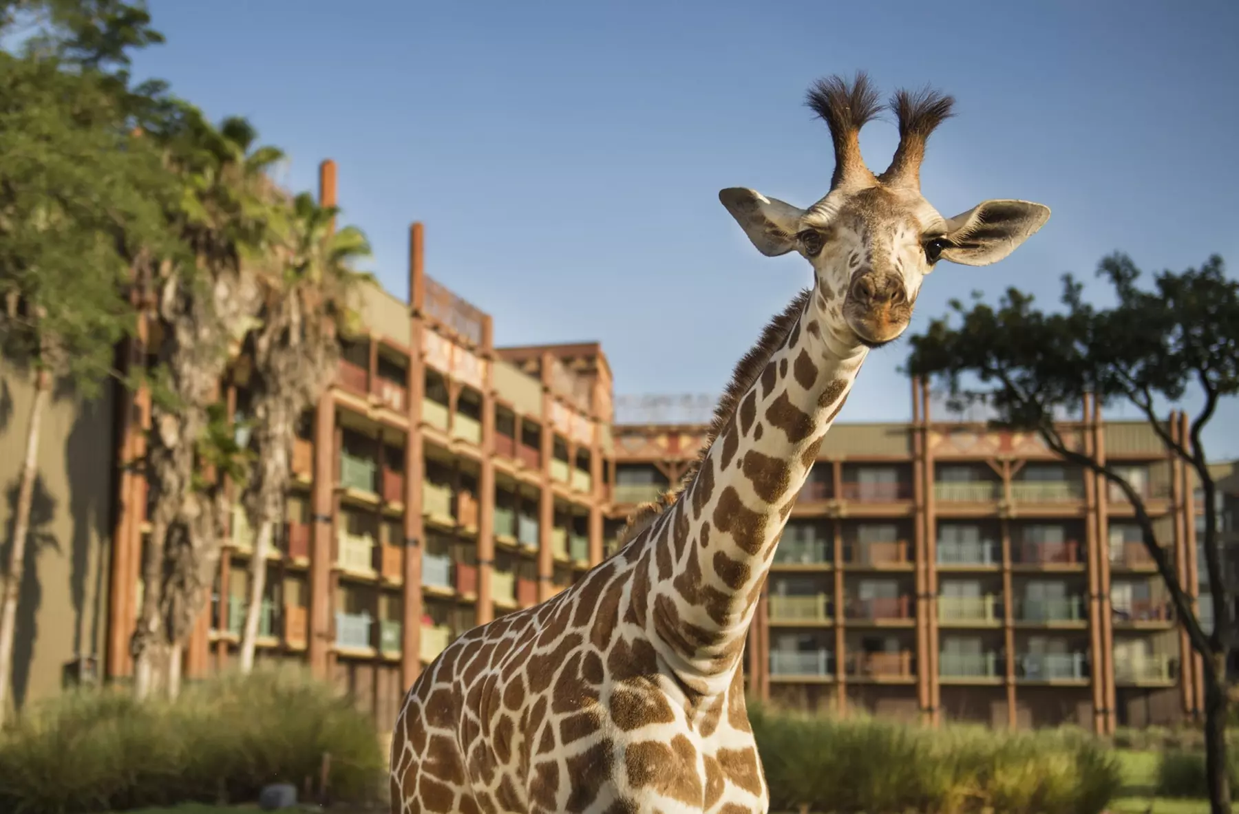 Disney's Animal Kingdom Lodge - Primary Image