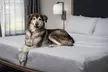 Homewood Suites by Hilton Vancouver-Portland - Second Medium