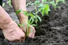 Hands-On 60-Minute Private Introduction Class to Cannabis Gardening - Organic and Hydroponics (Up to 65% Off)