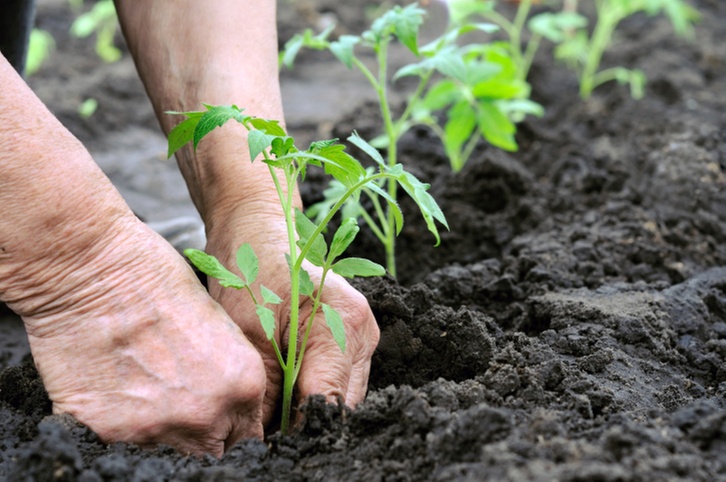 Hands-On 60-Minute Private Introduction Class to Cannabis Gardening