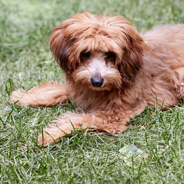 ck9 pet salon & daycare