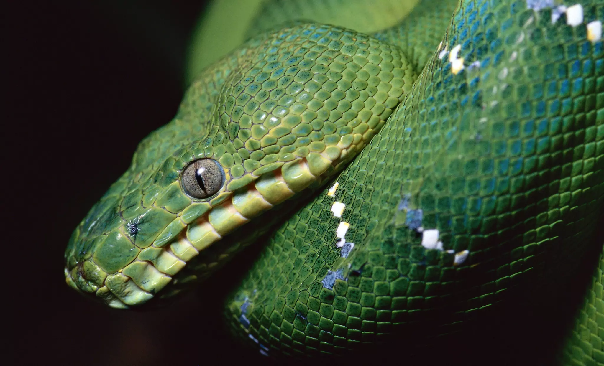 Repticon Visit for Two Adults and Two Kids on October 10 or 11 at 10 a.m. - Primary Image