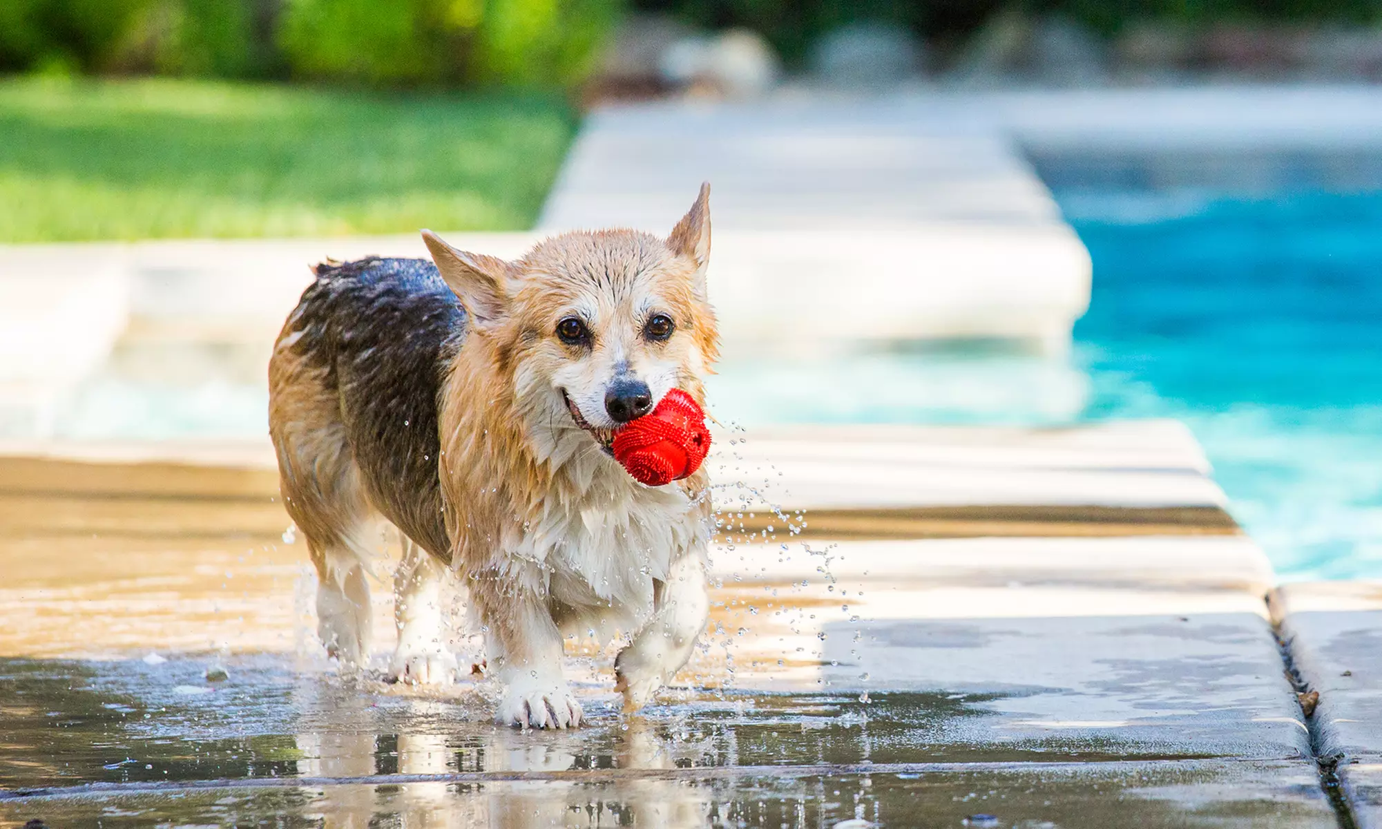 Online Dog Care and Training Course from Alpha Academy (93% Off) - Primary Image
