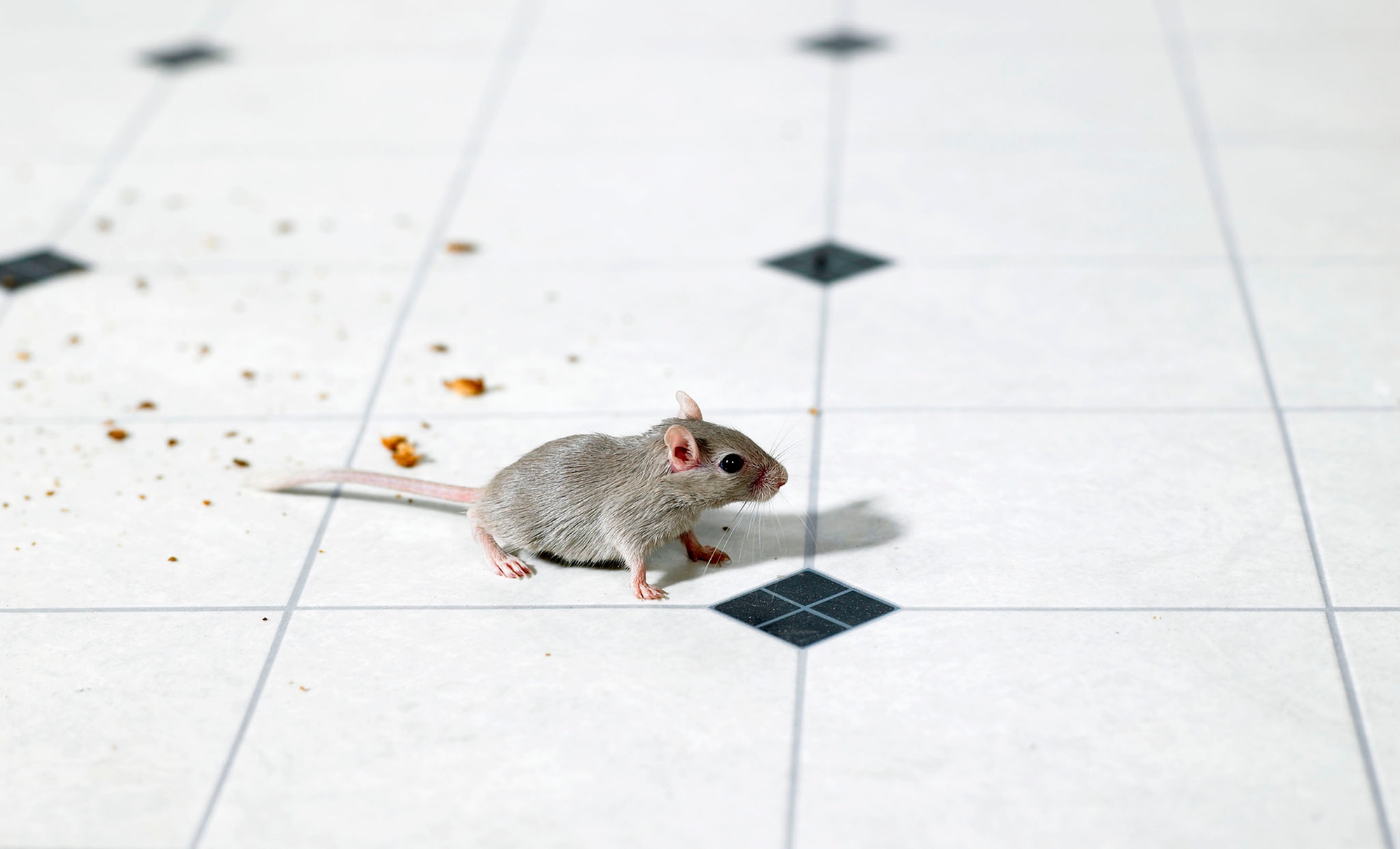 Plaagdier-inspectie op locatie