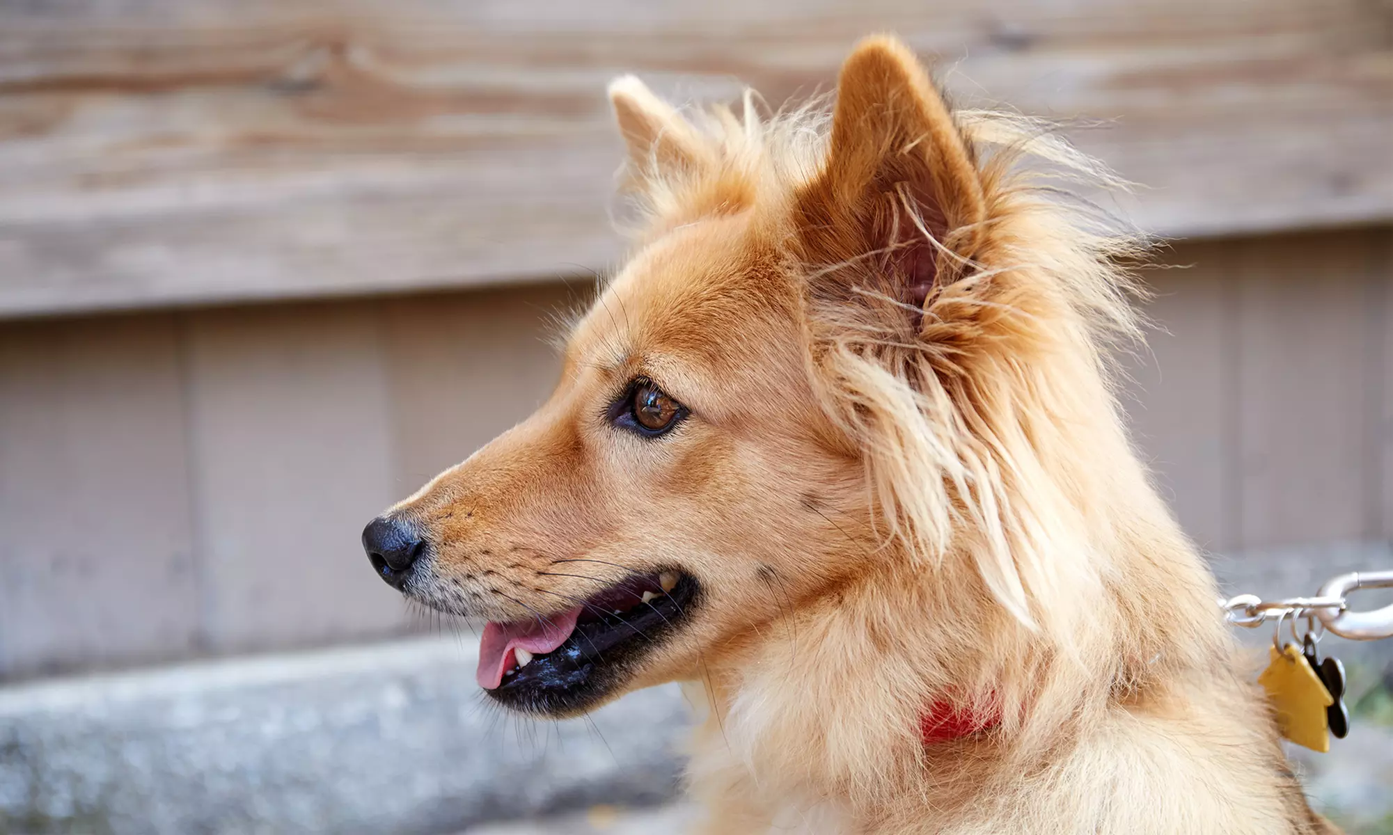 Up to 10% Off on Pet Daycare at Camp Bow Wow - Primary Image