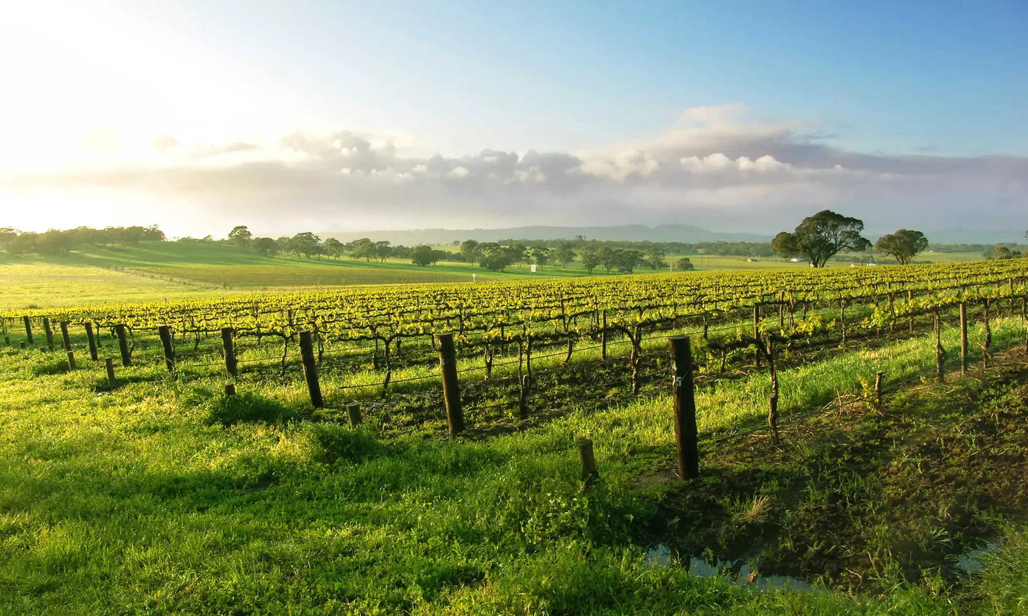 Full-Day Summer Wine Tour from Niagara Fun Tours (Up to 55% Off)   - Primary Image