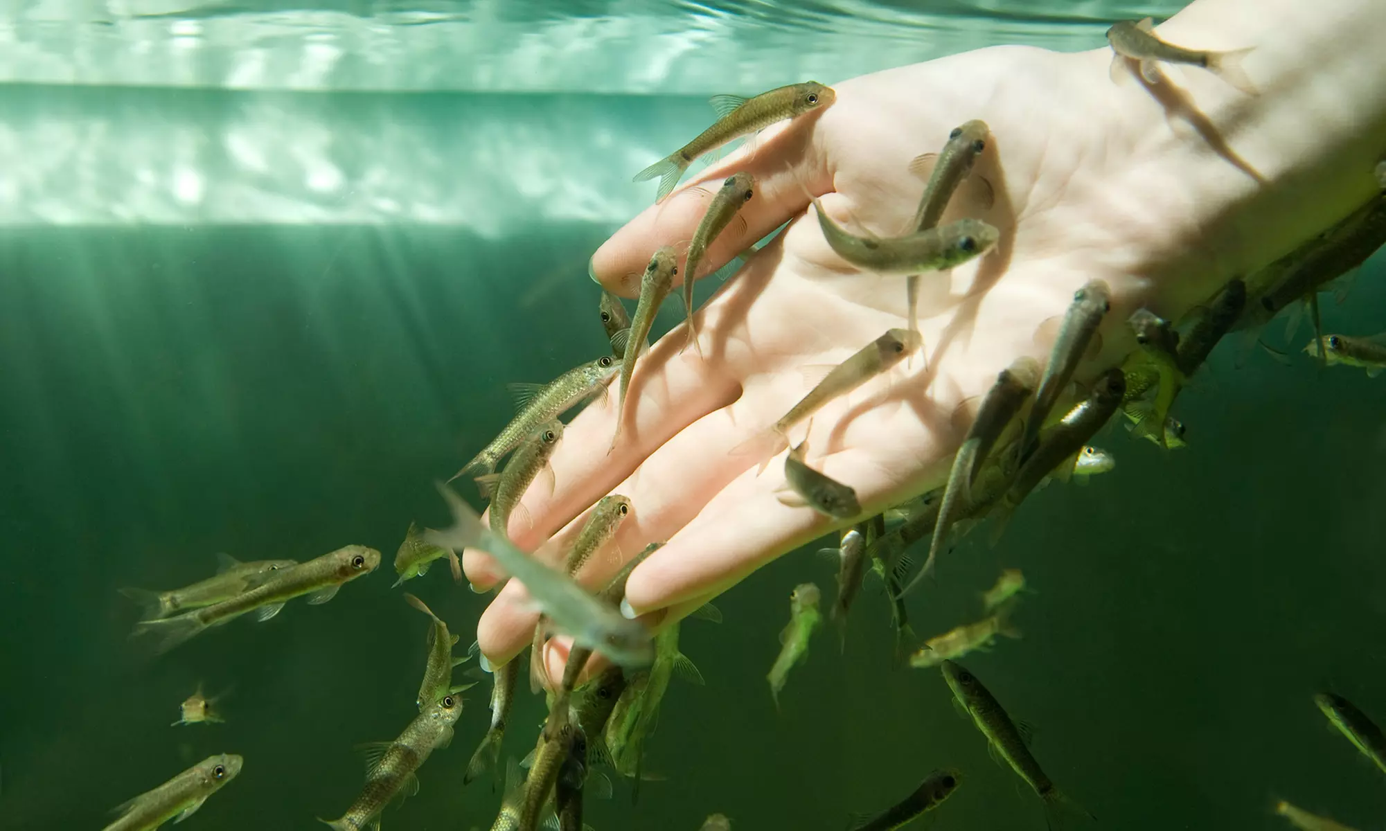 Fisch-Spa-Pediküre oder -Maniküre