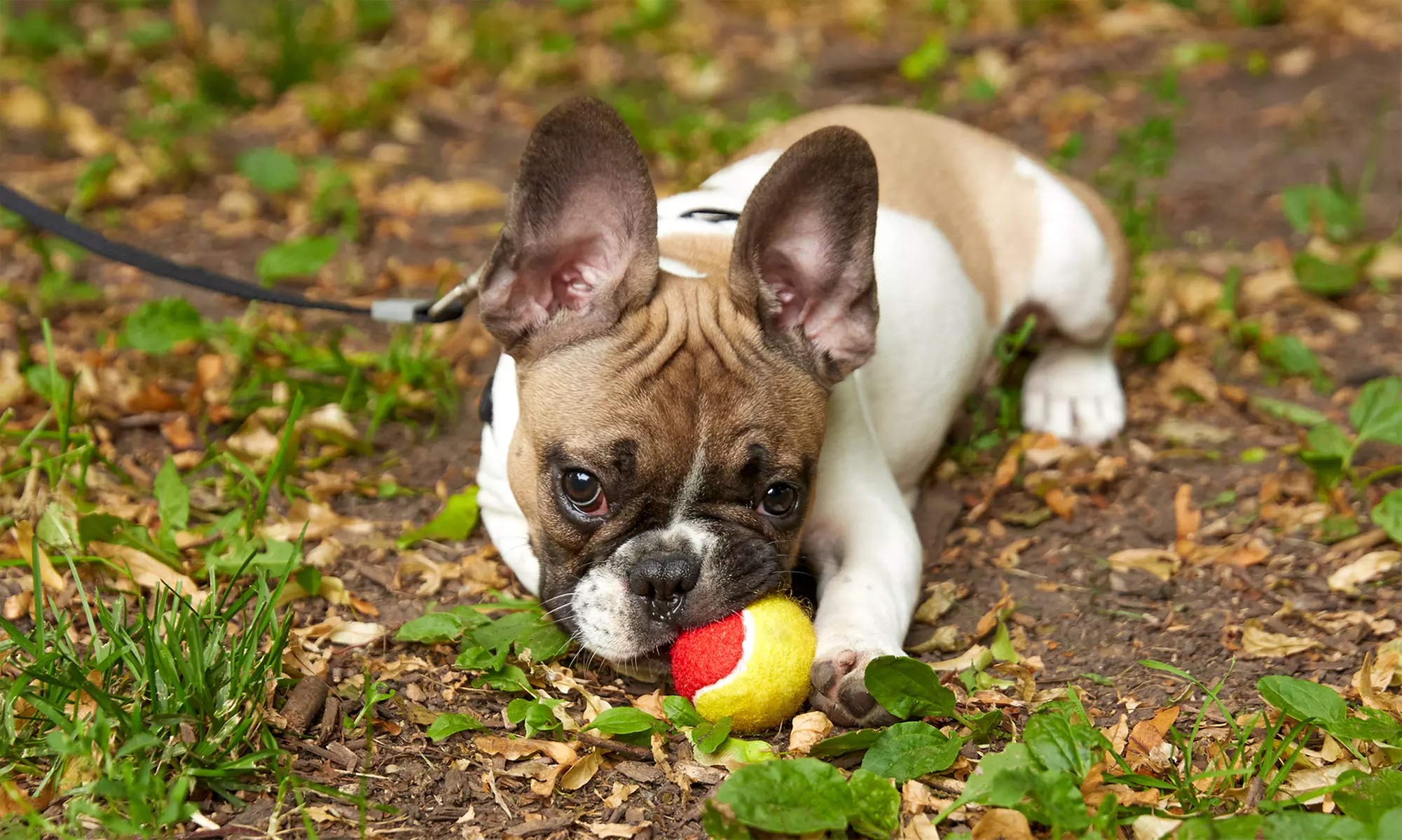 One or Three Days of Dog Boarding at Romaine Creek Veterinary Center (Up to 45% Off). Six Options Available. - Primary Image