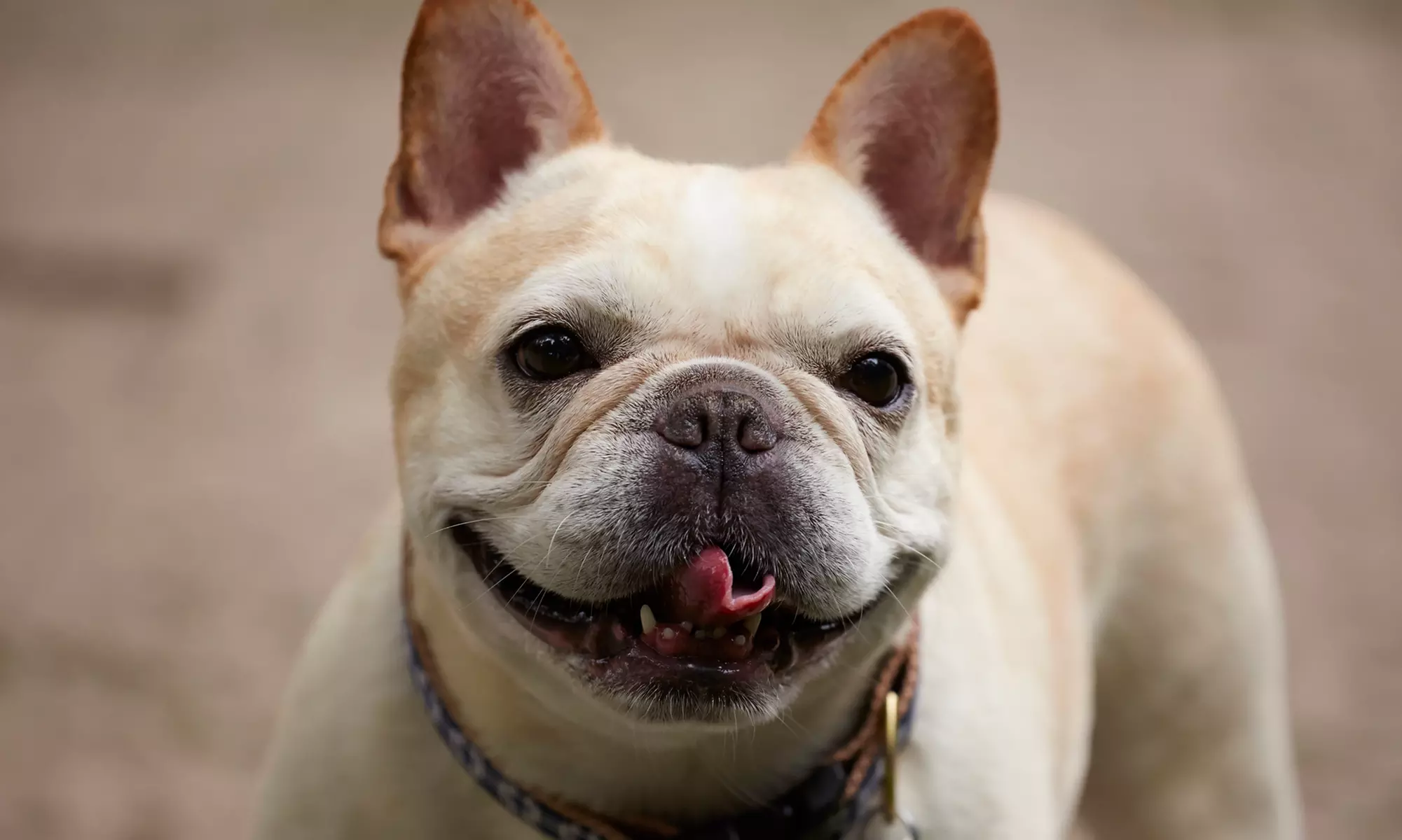 Dog Day Care for One ($10) or Two Dogs ($20) at The Grooming Salon (Up to $80 Value) - Primary Image