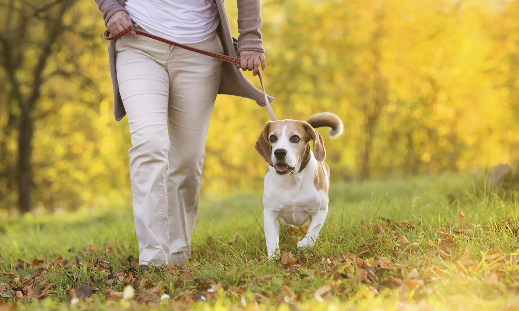 $50 for Two Days of Dog Walking Service — Rover Dog Walking Service ($100 Value) - Primary Image