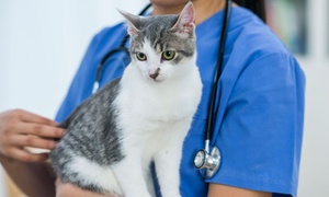 Centre Veterinari Terrassa: Revisión y vacunación para perro o gato o vacunación anual para perro desde 19,99 € en Centre Veterinari Terrassa