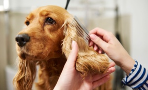 Pet Grooming Course