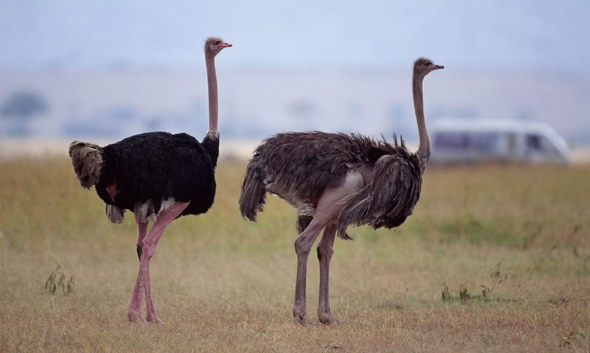 General Admission Ticket at Wild Animal Safari Aggieland (Up to 20% Off) - Second Medium