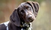 Initial Clean-Up with 4 or 8 Weekly Removal Sessions from Scoop Masters Dog Poop Pick Up Service (Up to 35% Off)