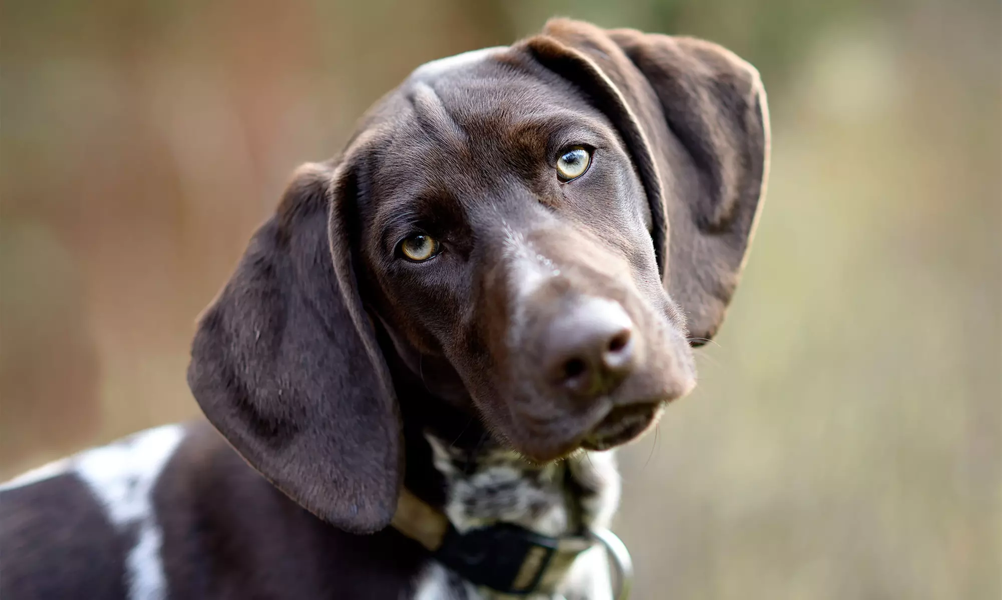 Initial Clean-Up with 4 or 8 Weekly Removal Sessions from Scoop Masters Dog Poop Pick Up Service (Up to 35% Off) - Primary Image