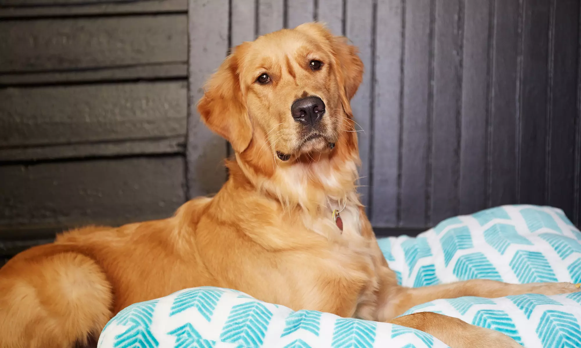 $20 Off $100 Worth of Pet Supplies at PetSmart.com - Primary Image