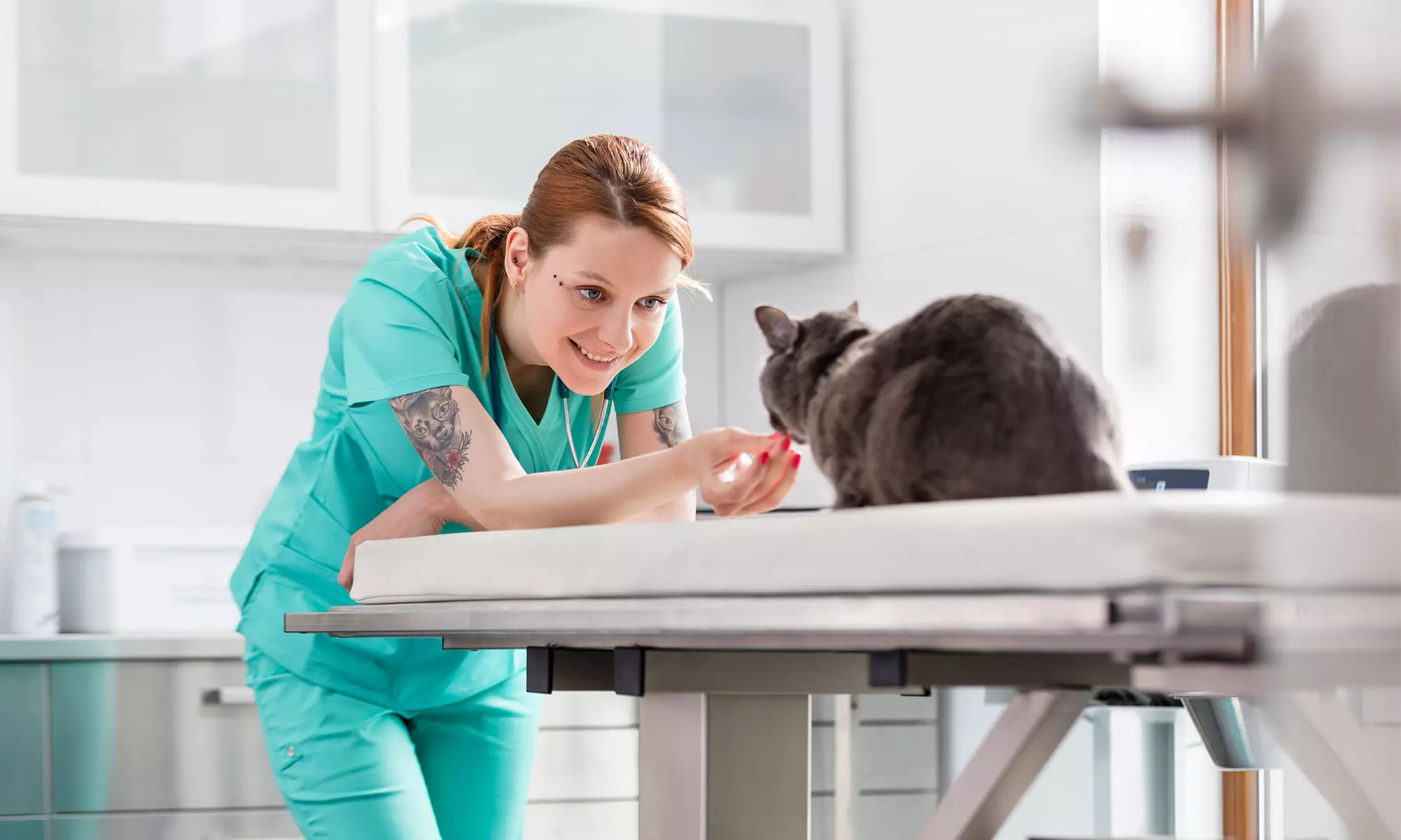 Pet Vet Services at Mineola Animal Hospital (Up to 76% Off). Three Options Available. - Primary Image