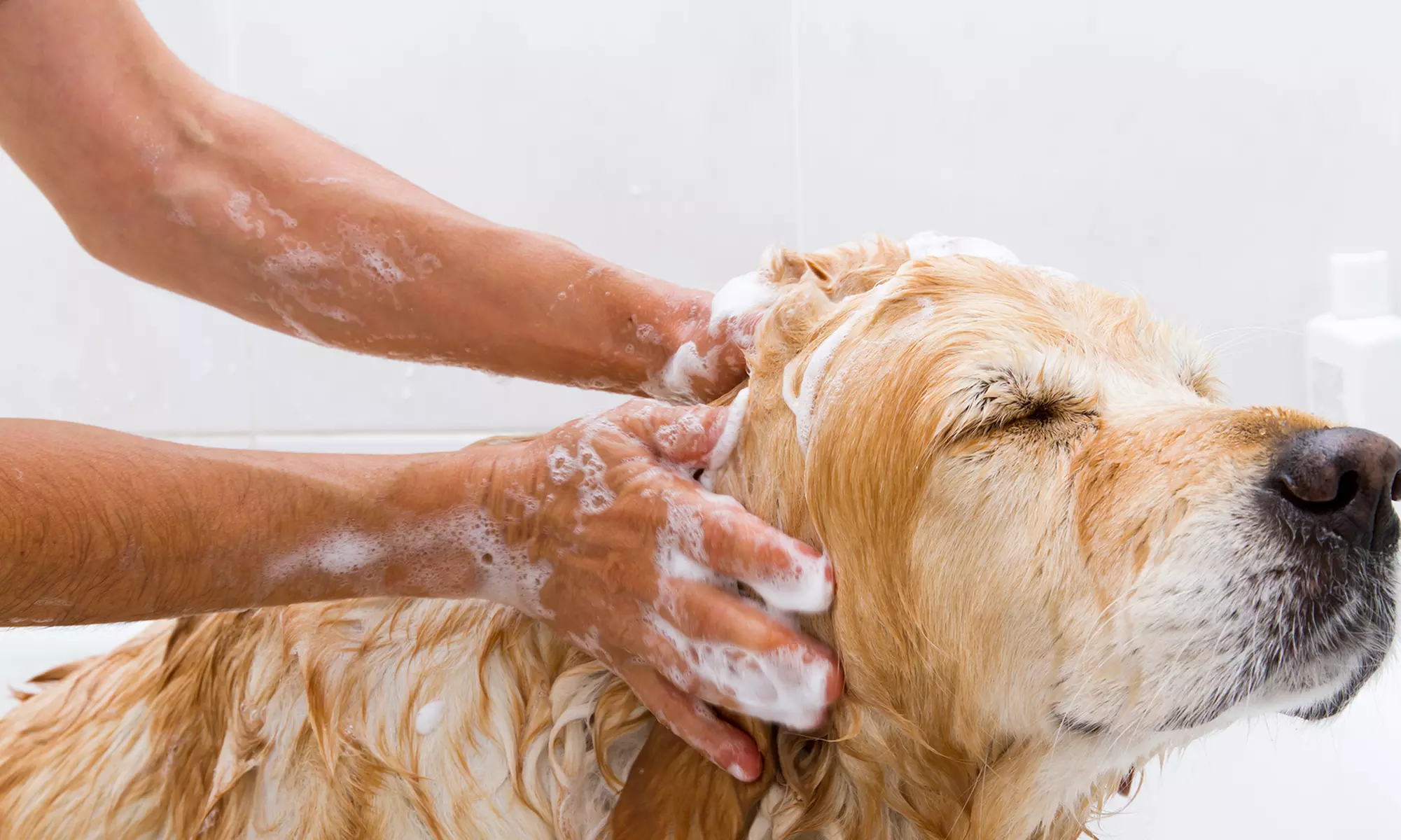 Dog Grooming, Boarding, or Daycare at Paw Commons Pet Resort (Up to 50% Off). Six Options Available. - Primary Image