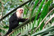 Costa Rica Vacation with Rental Car. Price is per Person, Based on Two Guests per Room. Buy One Voucher per Person. - Second Medium