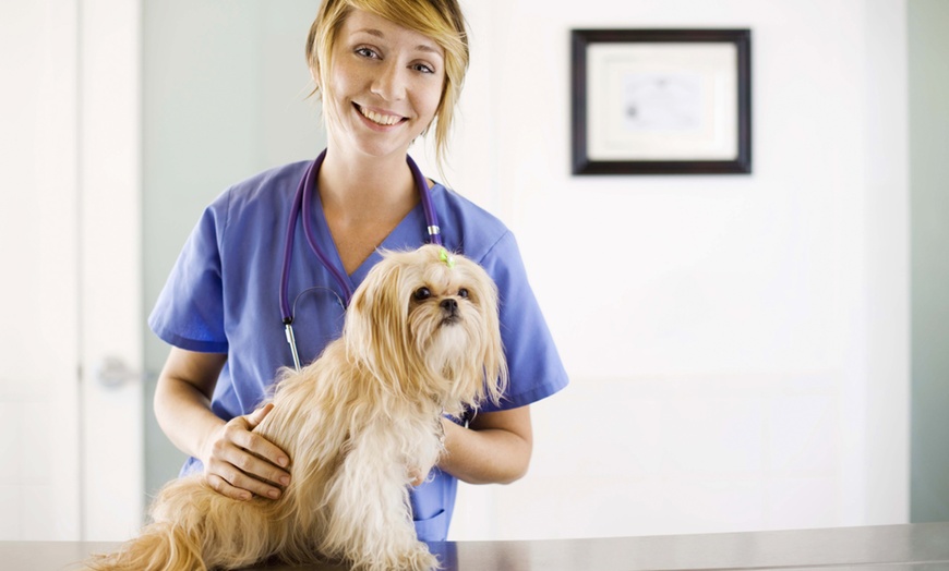 Veterinary Assistant Courses Holly and Hugo Groupon