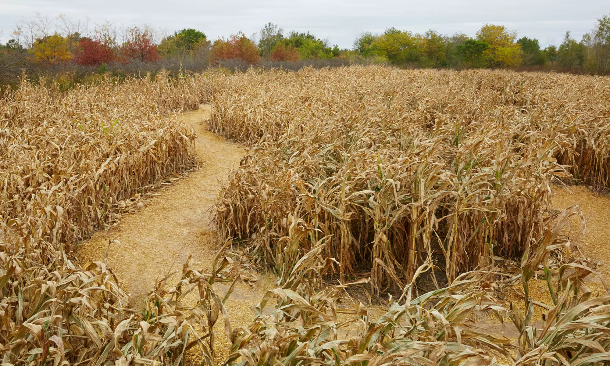 Corn Maze Admission for Two or Four at Stewart Farms (Up to 34% Off) - Primary Image