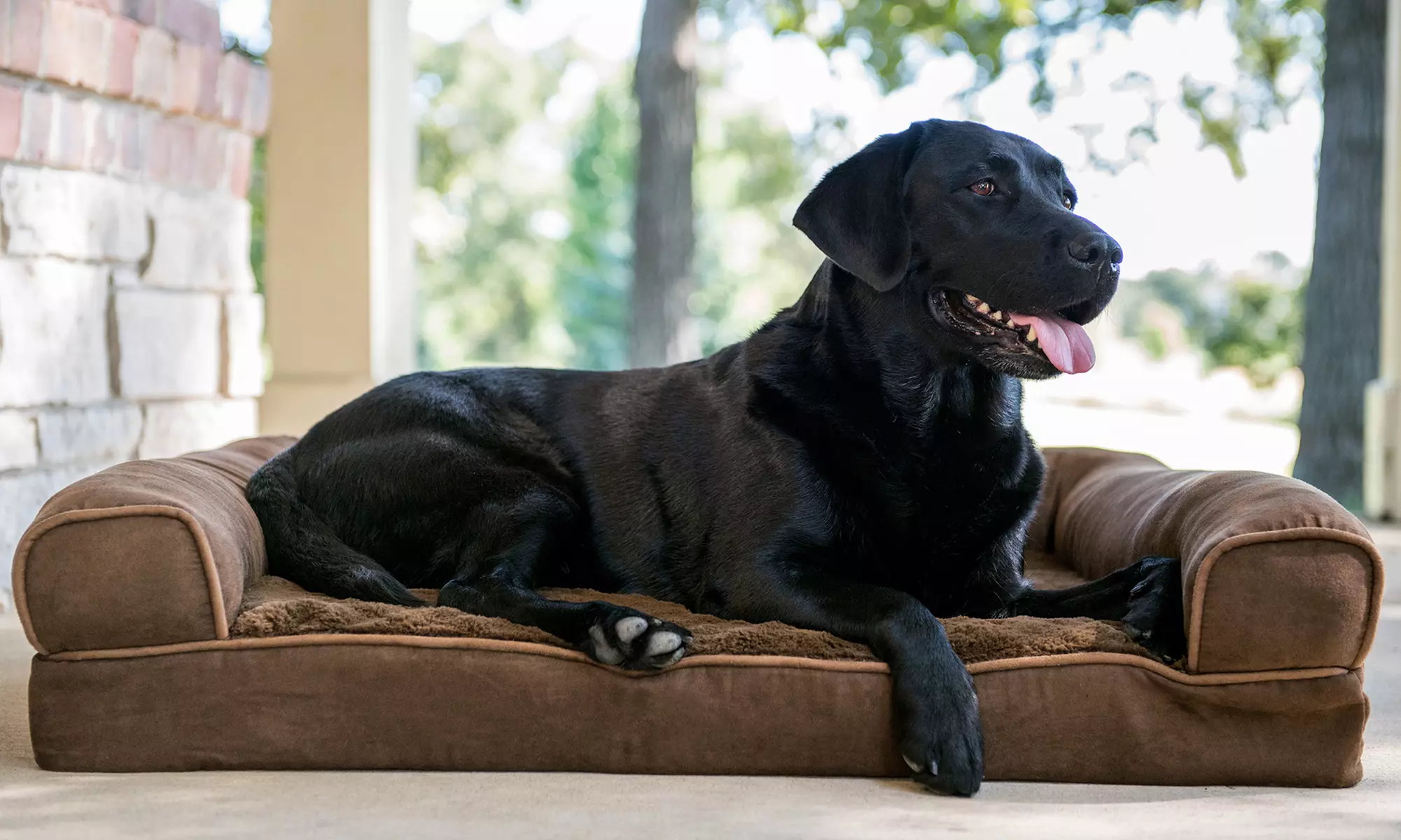 Bath, Brush, and Nail Clipping for Dogs at Harlem Doggie Day Spa (Up to 46% Off) - Primary Image