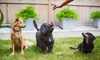 $75 for Six Weeks of Puppy Kindergarten at Cosmic Canine ($150 Value)