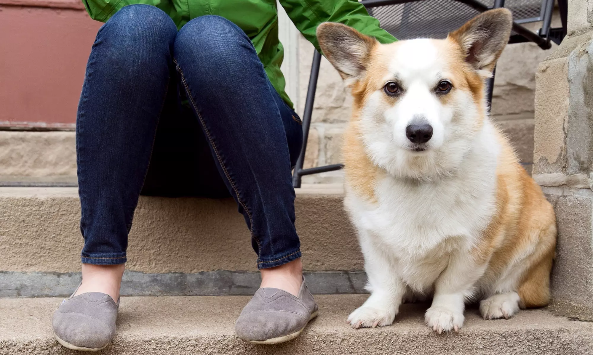 $71 for Six-Week Dog-Training Courses at All Things PAWSitive ($189 Value). Five Options Available - Primary Image