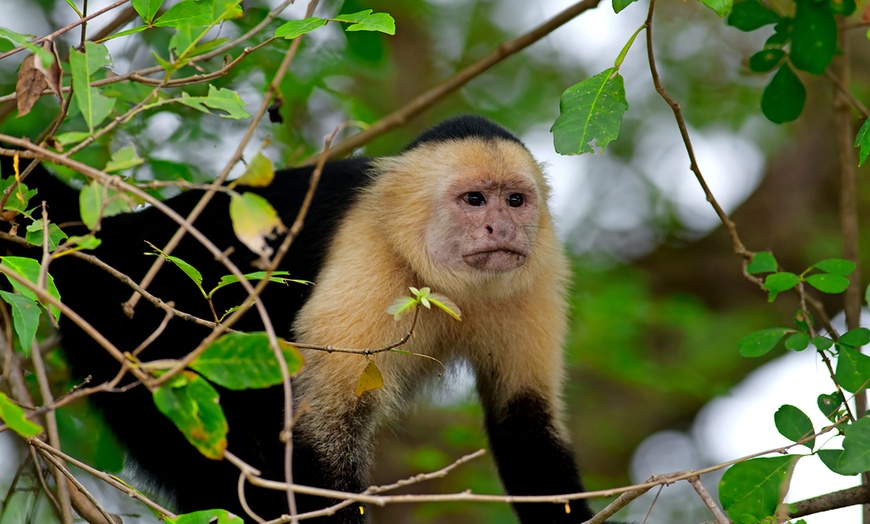 Image 4: 3- and 4-Star Mystery Costa Rica Hotel Stay with Tours