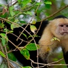 Image 4: 3- and 4-Star Mystery Costa Rica Hotel Stay with Tours