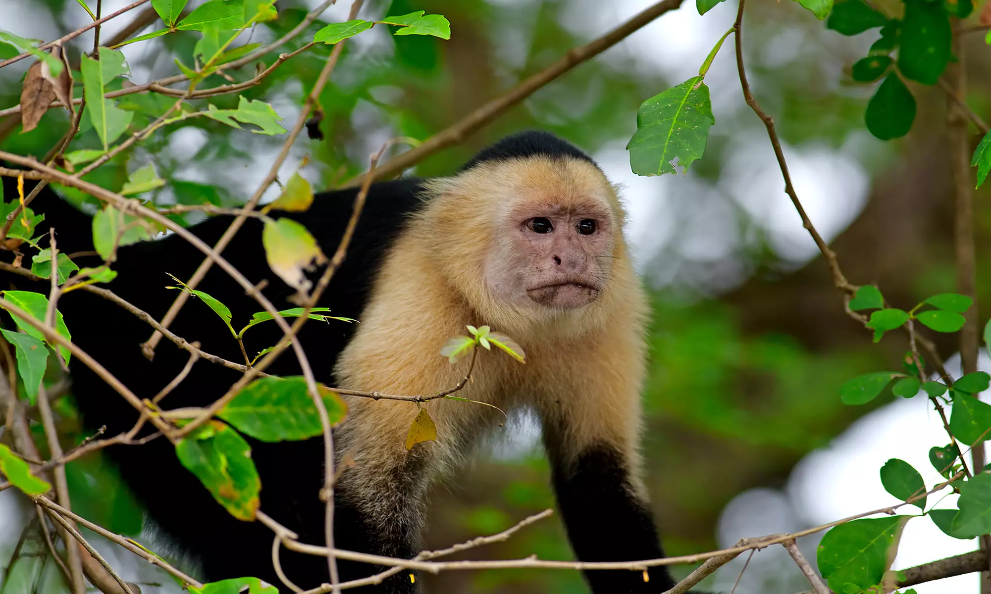 3- and 4-Star Mystery Costa Rica Hotel Stay with Tours