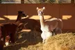 Unleash the Joy of the Alpaca Experience in Stunning Kent Countryside!(Up to 45% Off) - Second Medium