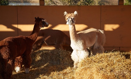 Fun Filled Alpaca Outing for 4, Valid Monday, Tuesday, Thursday - A Simpler Time Alpaca Farm and Mill