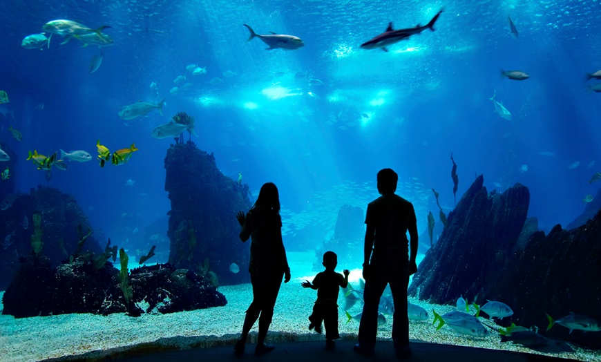 Image 1: Up to 40% Off on Aquarium Visit at Hormuz 1 Tourism